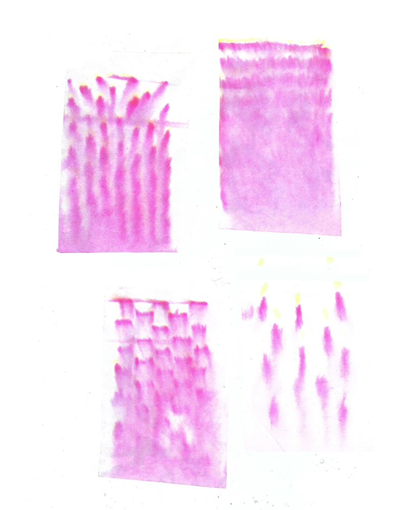 Motif